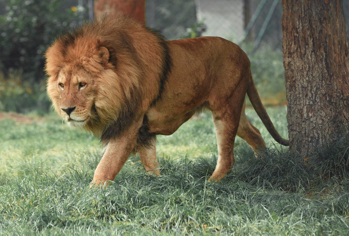 Representative activity image for Emirates Park Zoo