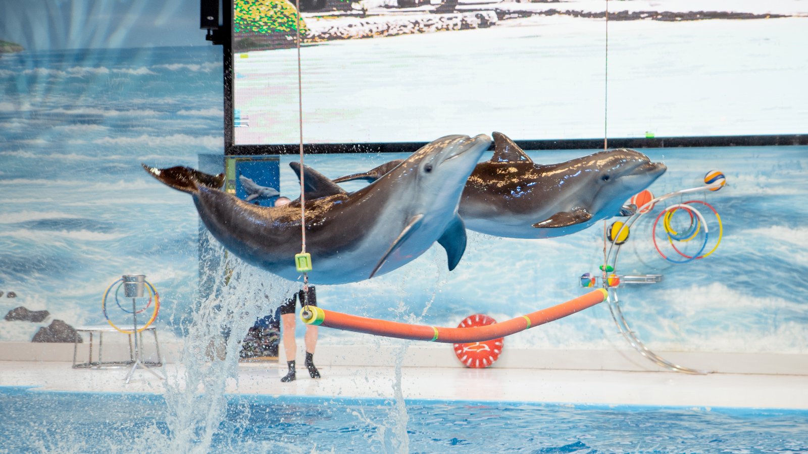 Dubai Dolphinarium experience